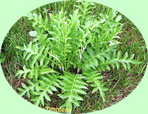 Rhaponticum carthamoides (Willd.) Iljin,
Рапонтикум сафлоровидный - рис. 1 (10k)